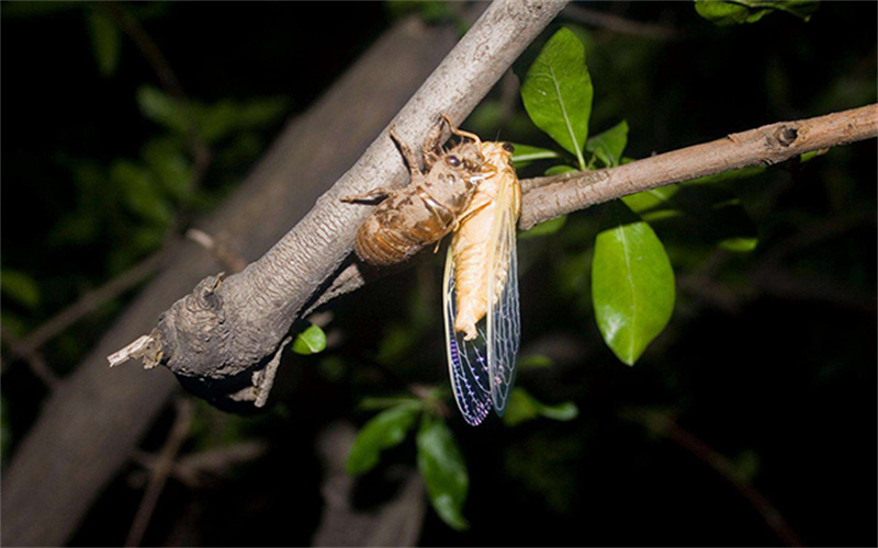 回到乡下,你会做些什么?